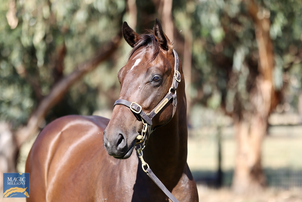 2022 Adelaide Yearling Sale Lot 208 Smart Missile (AUS